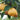 Akizuki Pear Seeds