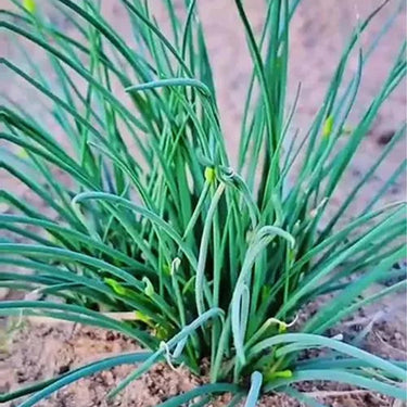 Allium mongolicum