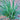 Allium mongolicum