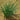 Allium mongolicum