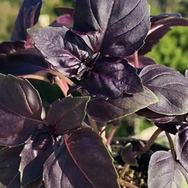 Amethyst Improved Purple Basil