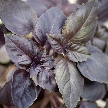 Amethyst Improved Purple Basil