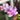 Amethyst Phalaenopsis Seeds