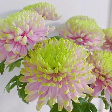 Anastasia Chrysanthemum Seeds
