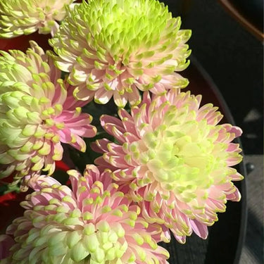 Anastasia Chrysanthemum Seeds