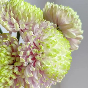 Anastasia Chrysanthemum Seeds