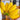 Apple Banana Seeds - banana fruit reference image