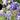 Aquilegia Seeds – Blue (Cat's Paw / Columbine)