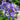 Aquilegia Seeds – Blue (Cat's Paw / Columbine)