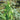 Arrowhead Vine