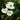 Arrowhead Vine