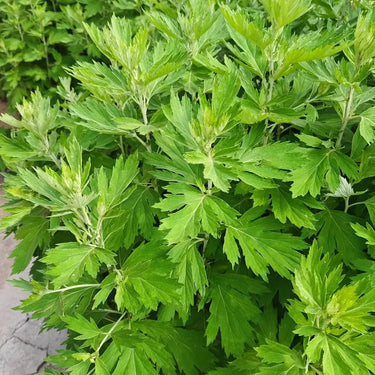 Artemisia Argyi