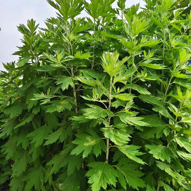 Artemisia Argyi
