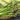 Harvested green asparagus spears
