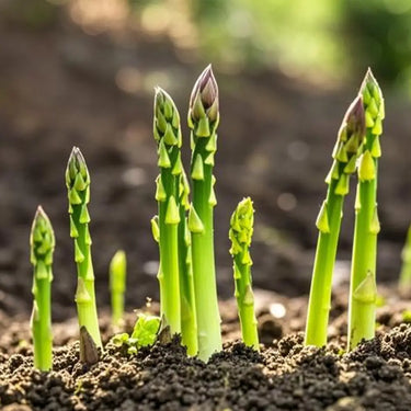 Fresh asparagus shoots growing in a garden bed