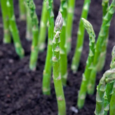 Close-up of green asparagus spears growing outdoors