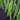 Close-up of green asparagus spears growing outdoors