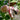 Augustmelone