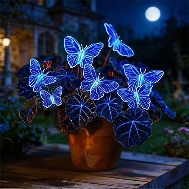Butterfly Begonia-Aurora Blue