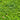 Australian Violet forming dense green ground cover
