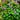 Australian Violet ground cover with violet and white flowers