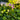 Australian Violet flowers rising above green foliage