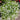 Graines de gypsophile