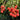 Baitangying Lychee Seeds