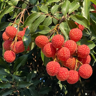 Baitangying Lychee Seeds