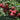 Graines de litchi Baitangying