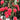 Graines de litchi Baitangying