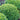Basil, Boxwood