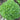 Basil, Boxwood