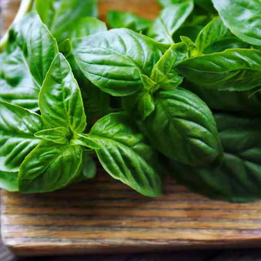 Basil, Lemon scented, Limoncello