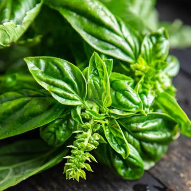 Basil, Lemon scented, Limoncello