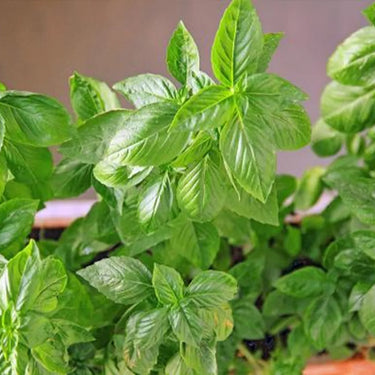 Basil, San Remo
