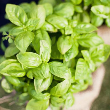 Basil, San Remo