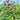 Graines d'arbuste fruitier de prunier de plage