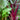 Beetroot Under The Snow Seeds