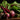 Beetroot Under The Snow Seeds