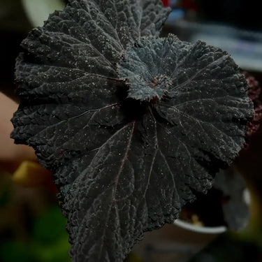 Begonia 'Black Queen'