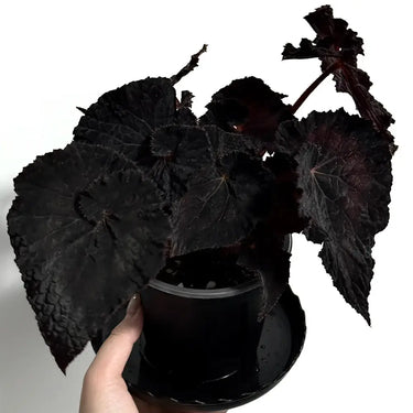 Begonia 'Black Queen'