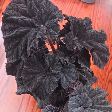 Begonia 'Black Queen'
