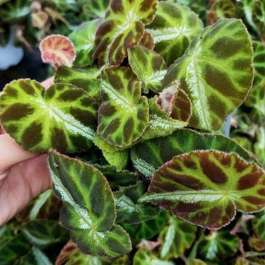 Begonia 'Cleopatra'