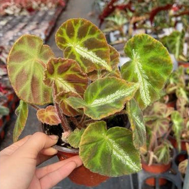 Begonia 'Cleopatra'