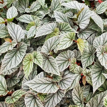 Begonia 'Don Miller'
