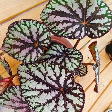 Begonia 'Double Beauty'