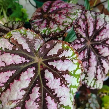Begonia 'Double Beauty'