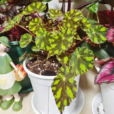 Begonia 'Mexican Striped Peacock'