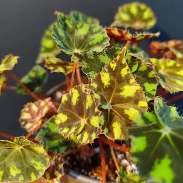 Begonia 'Mexican Striped Peacock'